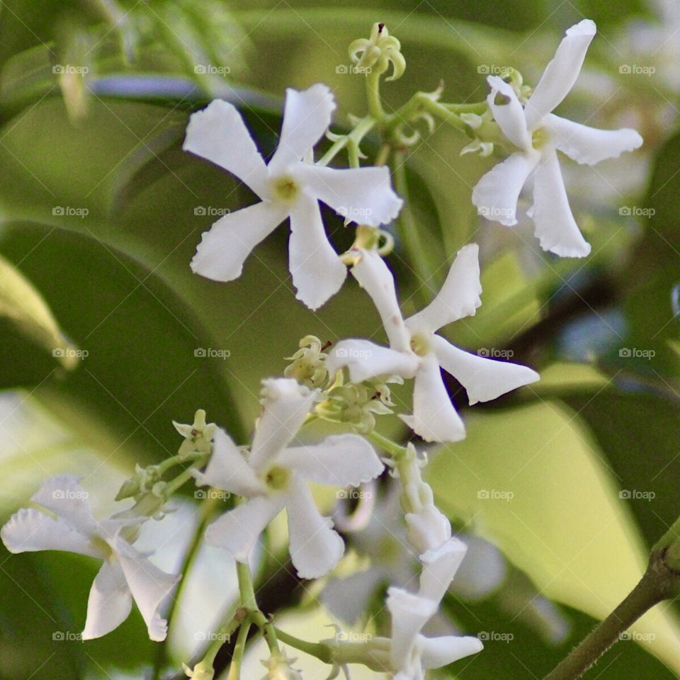 Honeysuckle 