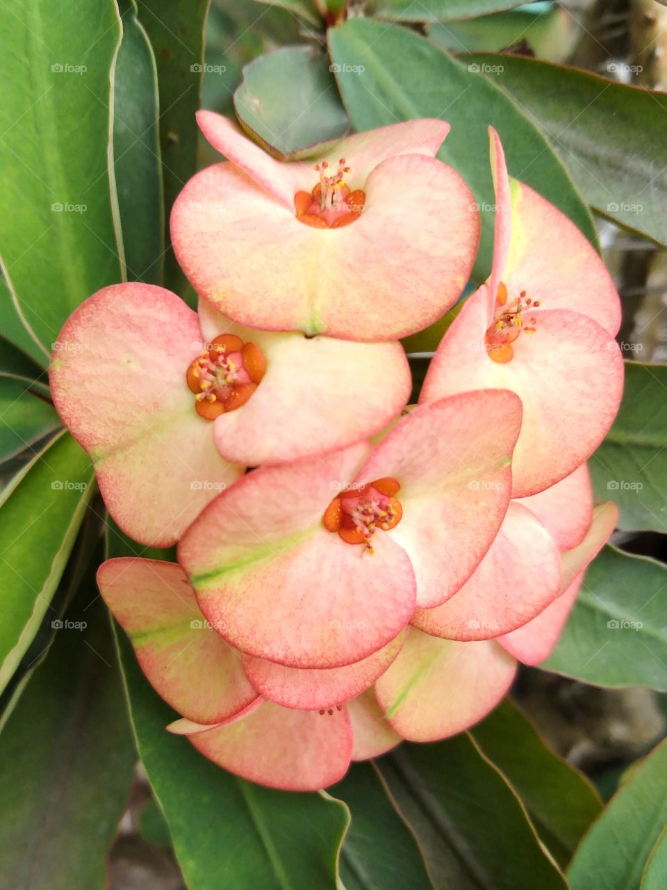 Euphorbia million.