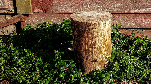 Dry wood