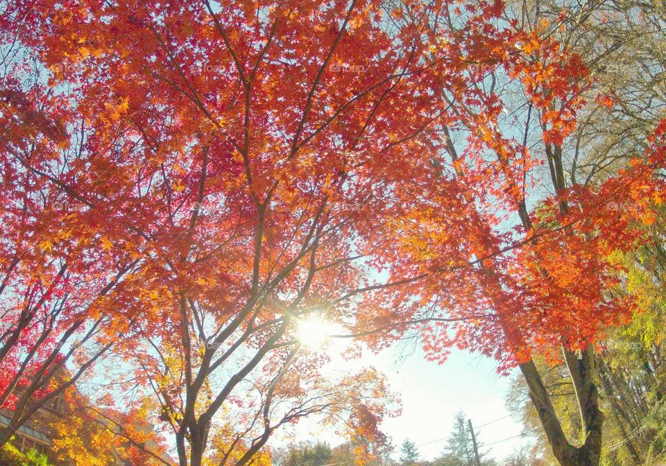 Fall foliage. autumn leaves in neighborhood