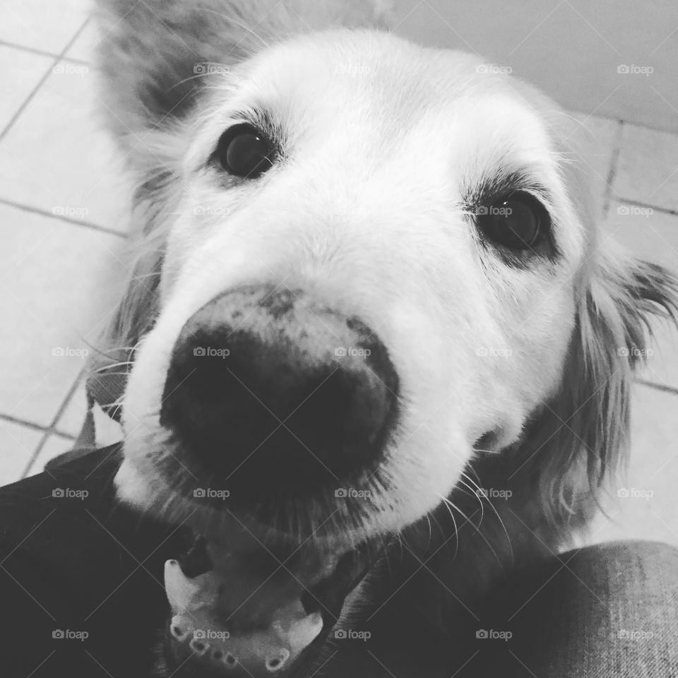 Dog looking in camera