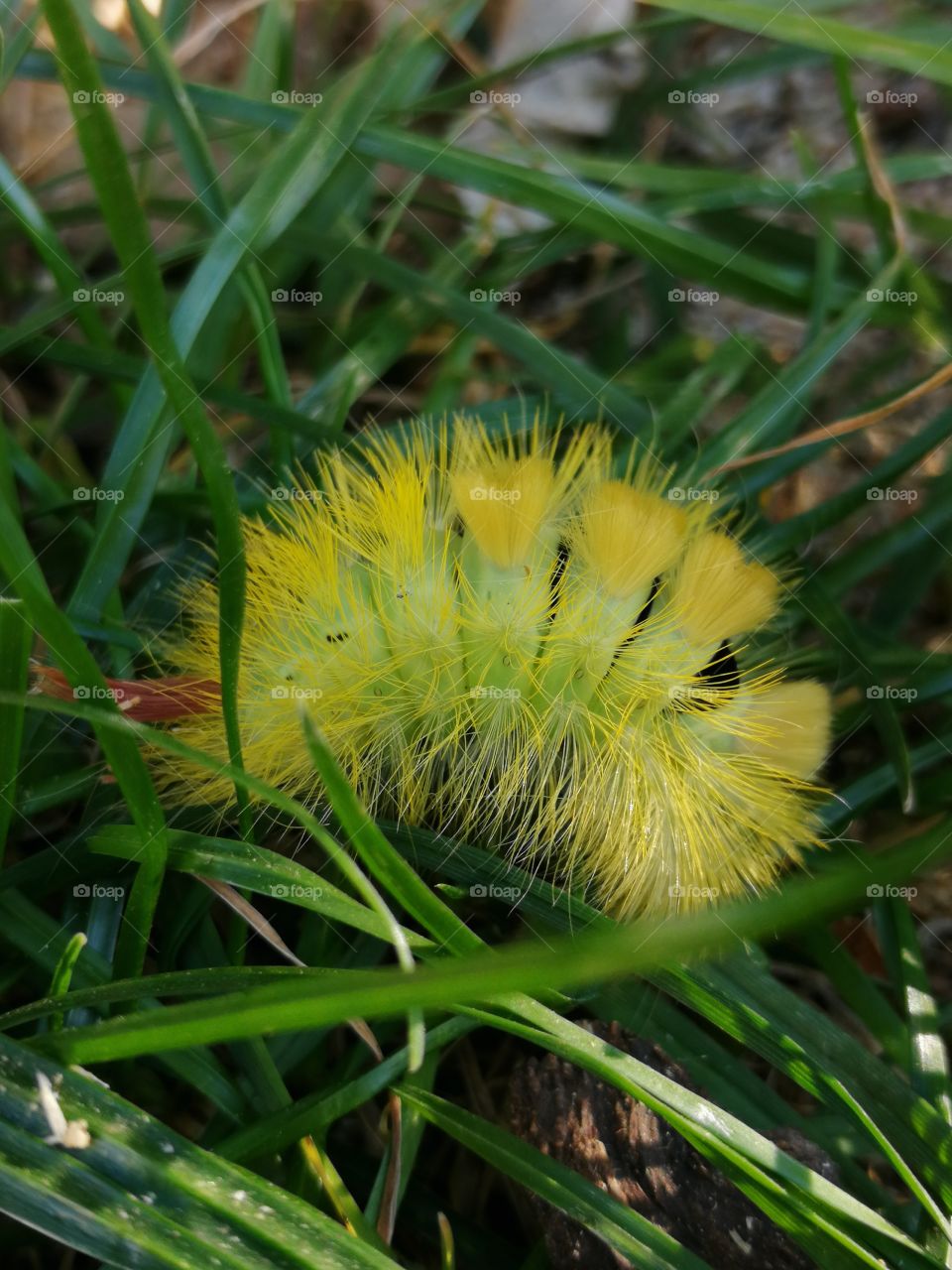 caterpillar
