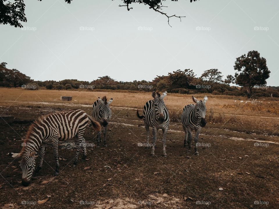 Close encounter with Zebras