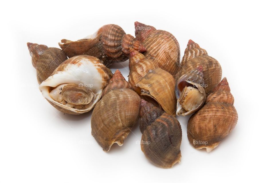 Whelks