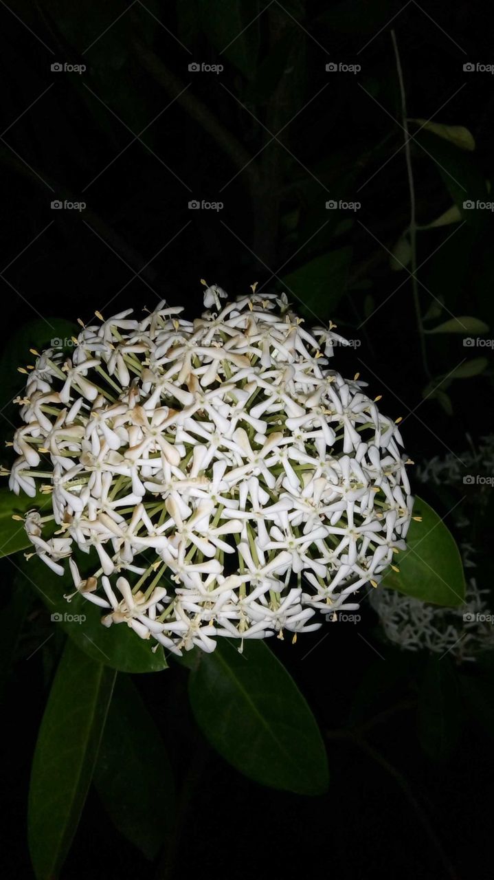 Flowers
Ixora finlaysoniana
Siamese White Ixora