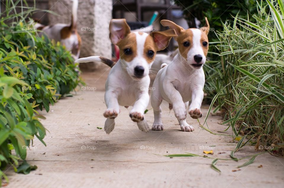 Two dogs running between plants