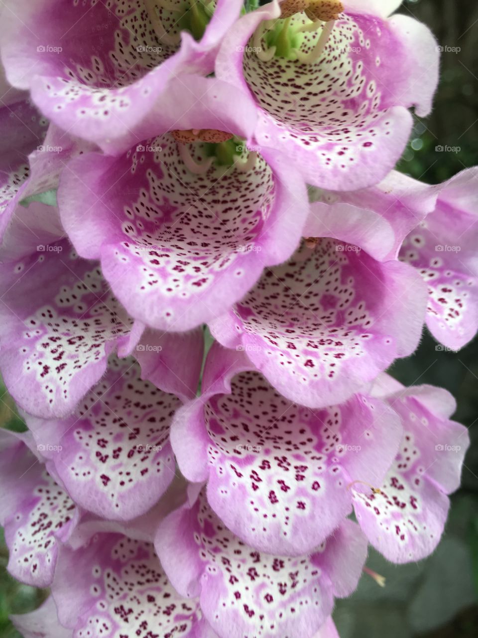 Purple bell flowers in blossom