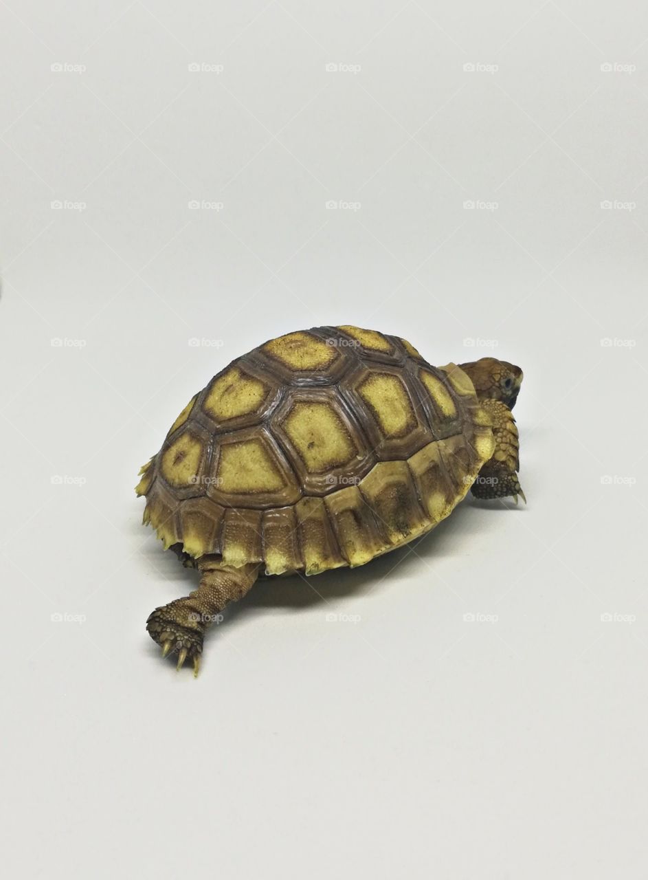 Turtle slow