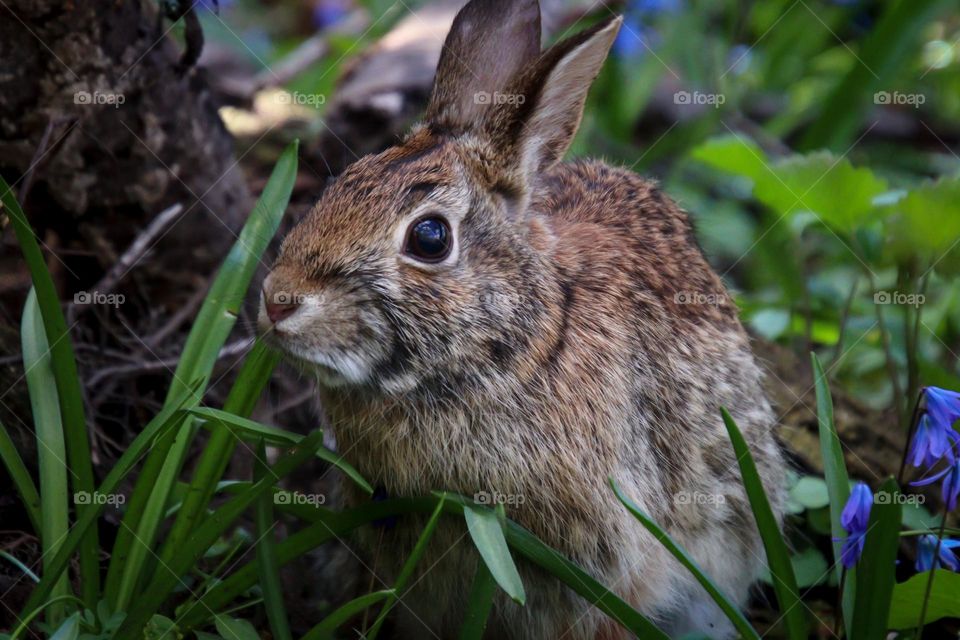 Cute bunny in a spring forest