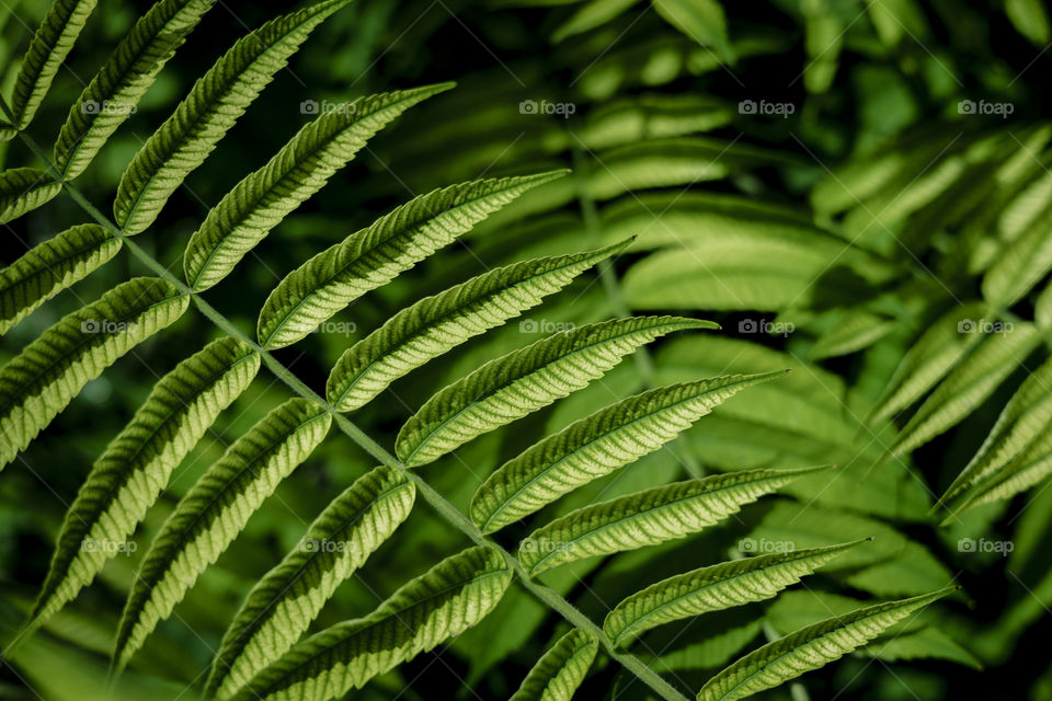 green foliage as an abstract background