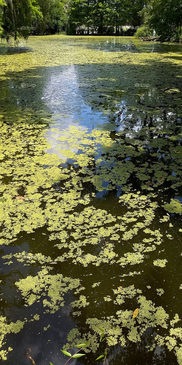 a lake covered in duck weed on Magnolia Plantation