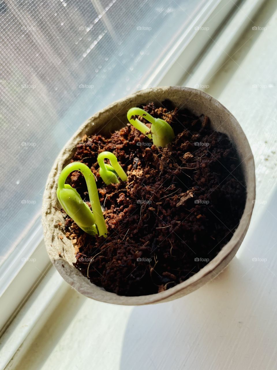 Green beans are sprouting!