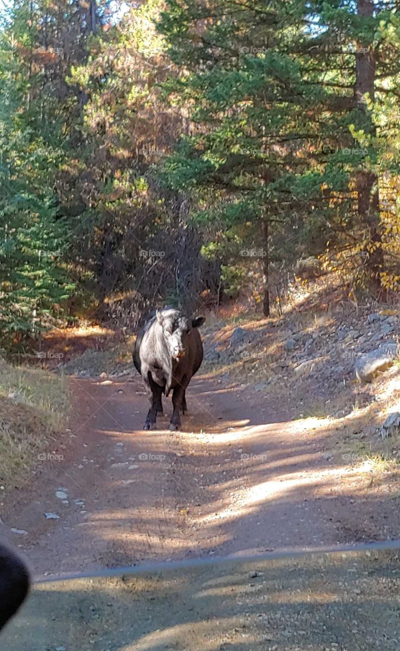 bully roadblock