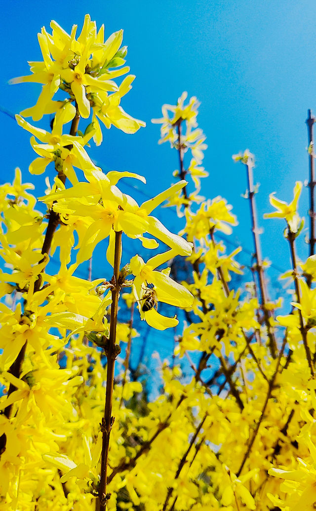 bloom