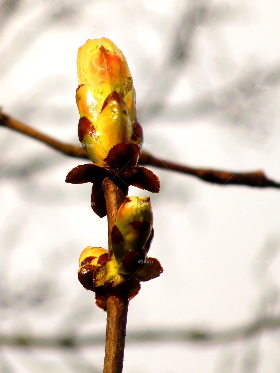 sticky Spring bud