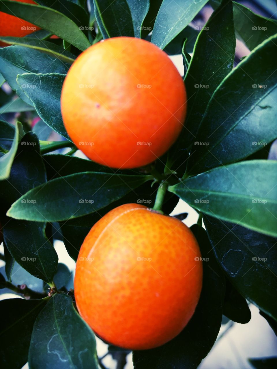 Small oranges 