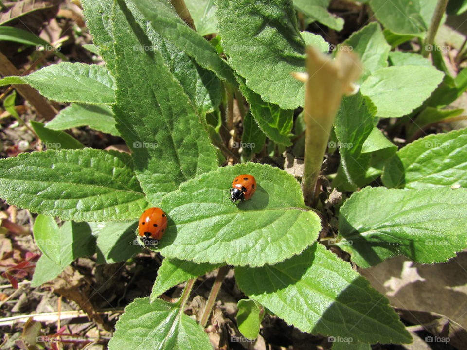 Large and small ladybugs 