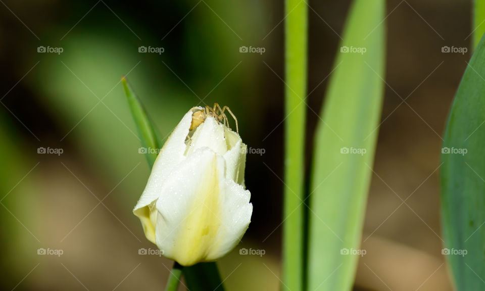 Spider crawling out of a perfect pure white tulip bud conceptually creepy or closeup nature photography 