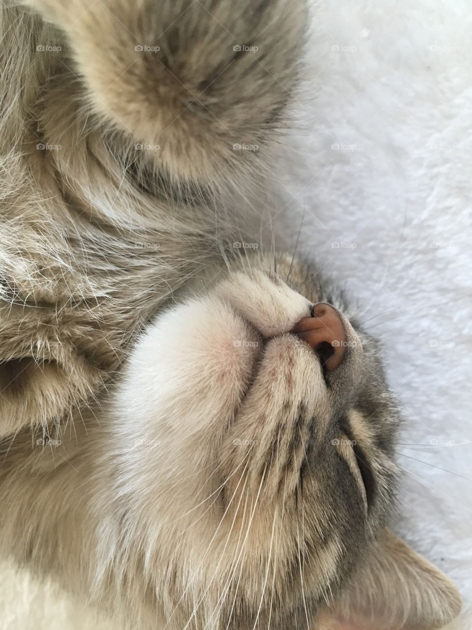 Cutest Pets in the World! 