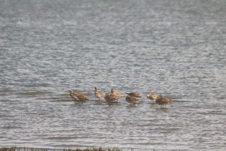 Unfiltered snowy plovers