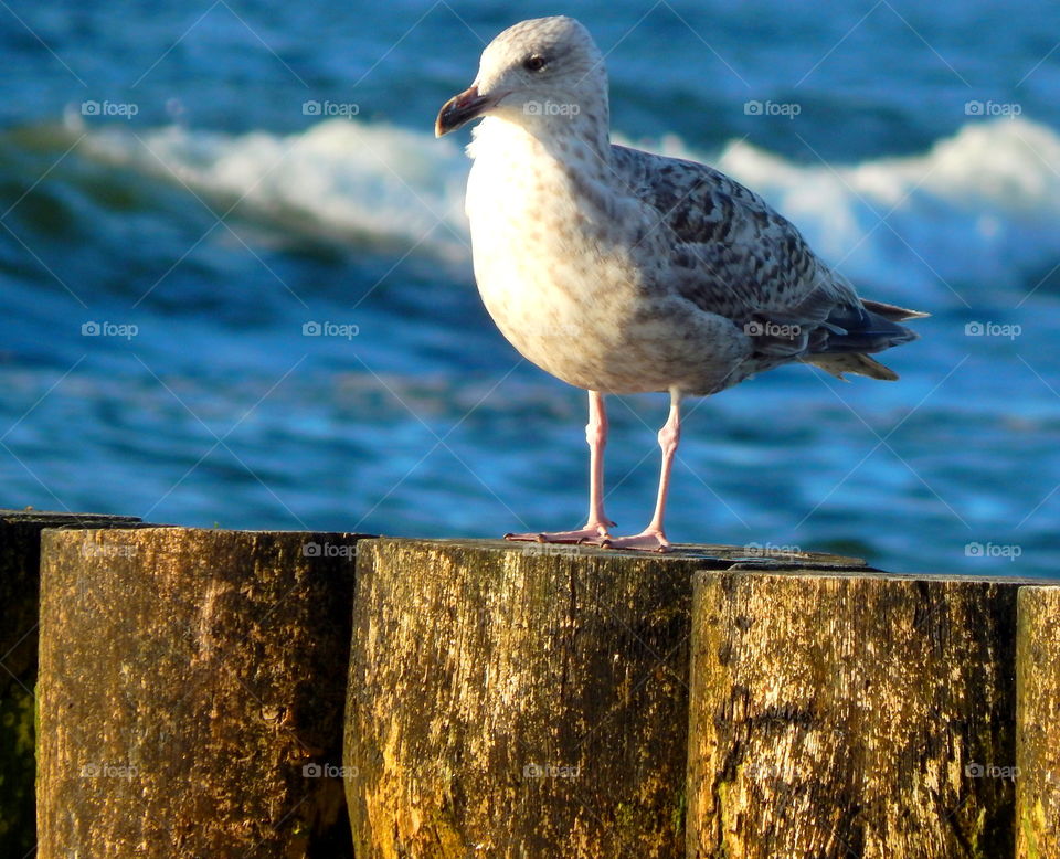 Seagulls sitting in the breakwater