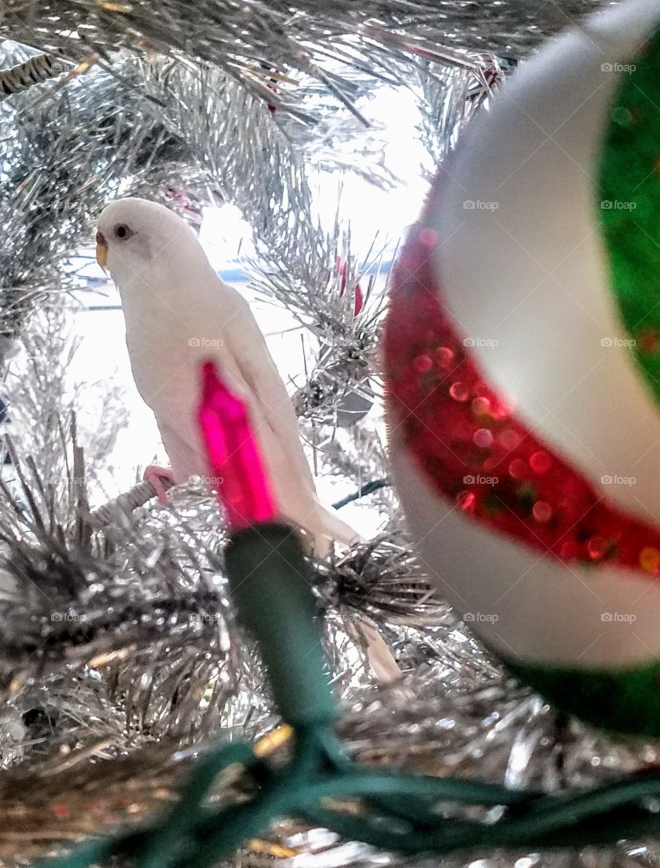 Here is another close up of my brother's white parakeet who escaped in to the family's vintage silver Christmas tree- they didn't think find my version of partridge in a pear tree as funny