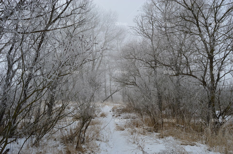 View of snowy forest