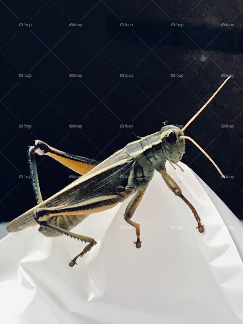 Grasshopper 