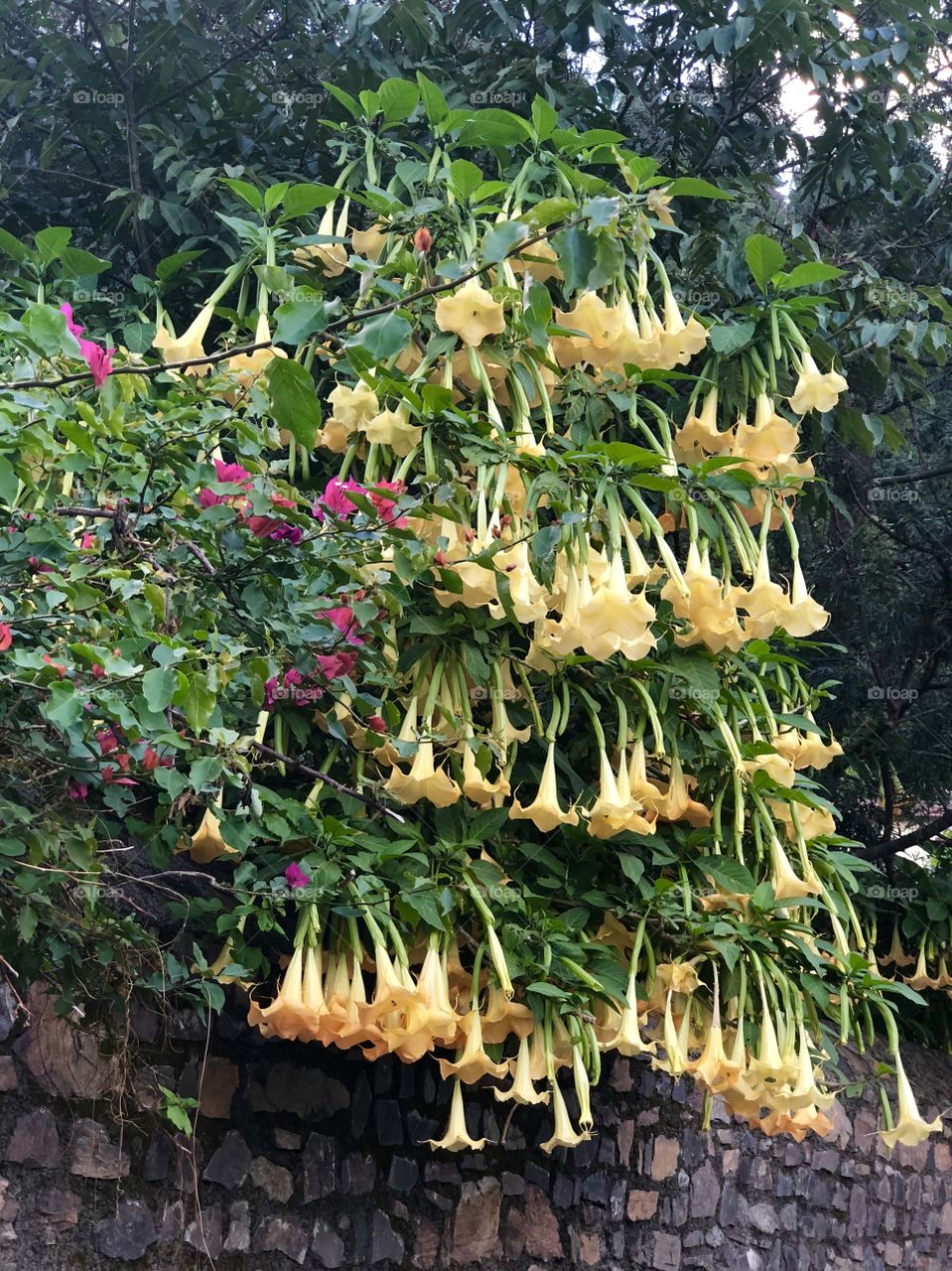 Beautiful Yellow Flower 