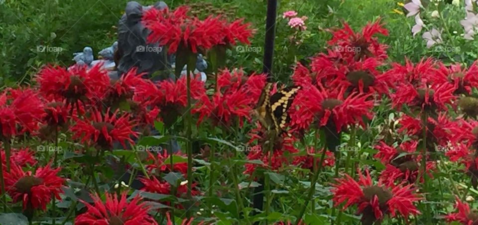 Butterfly on the bee balm