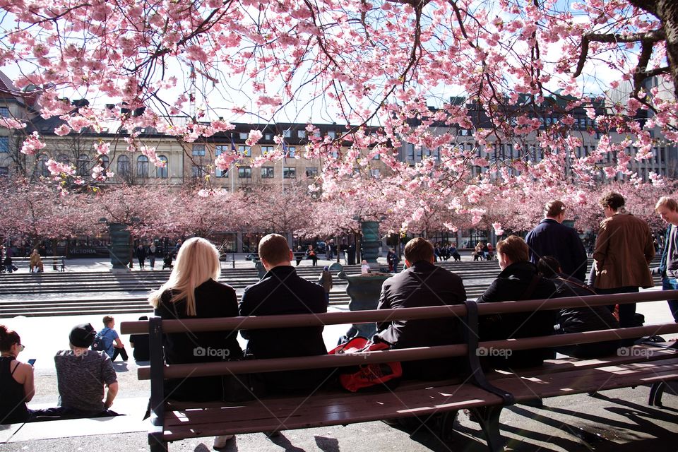 springtime in the Royal Garden, Stockholm, Sweden