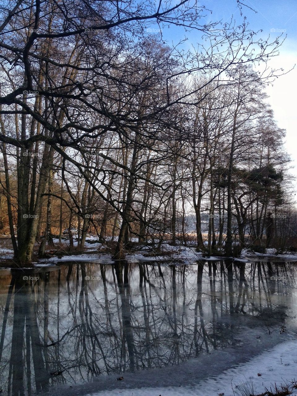 Reflection of trees in lake at winter