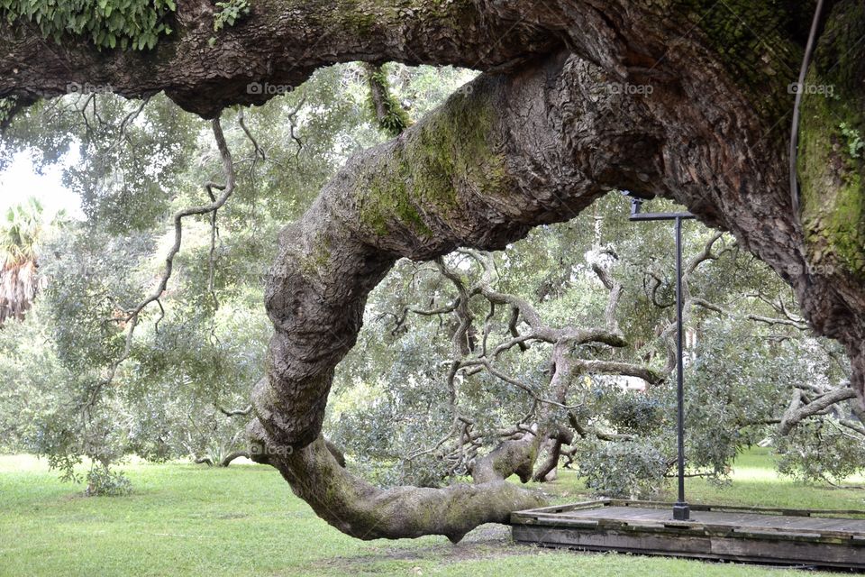 Huge bent oak tree branch reaching the ground