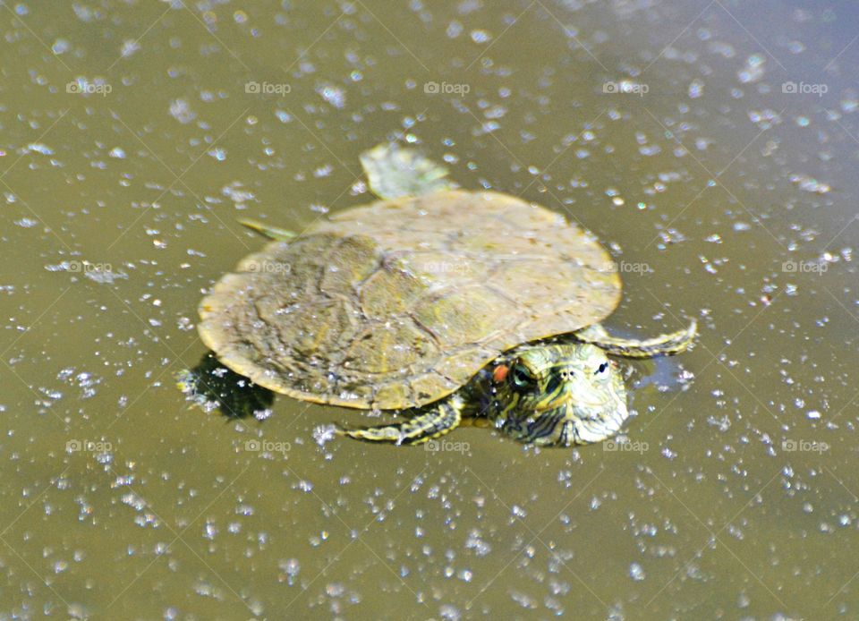 close up of a baby turtle swimming in a pond.
