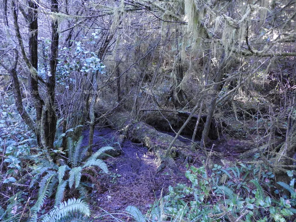 Forest