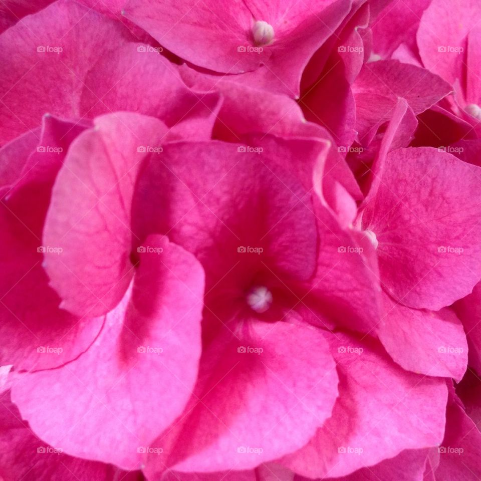 Begonia up close