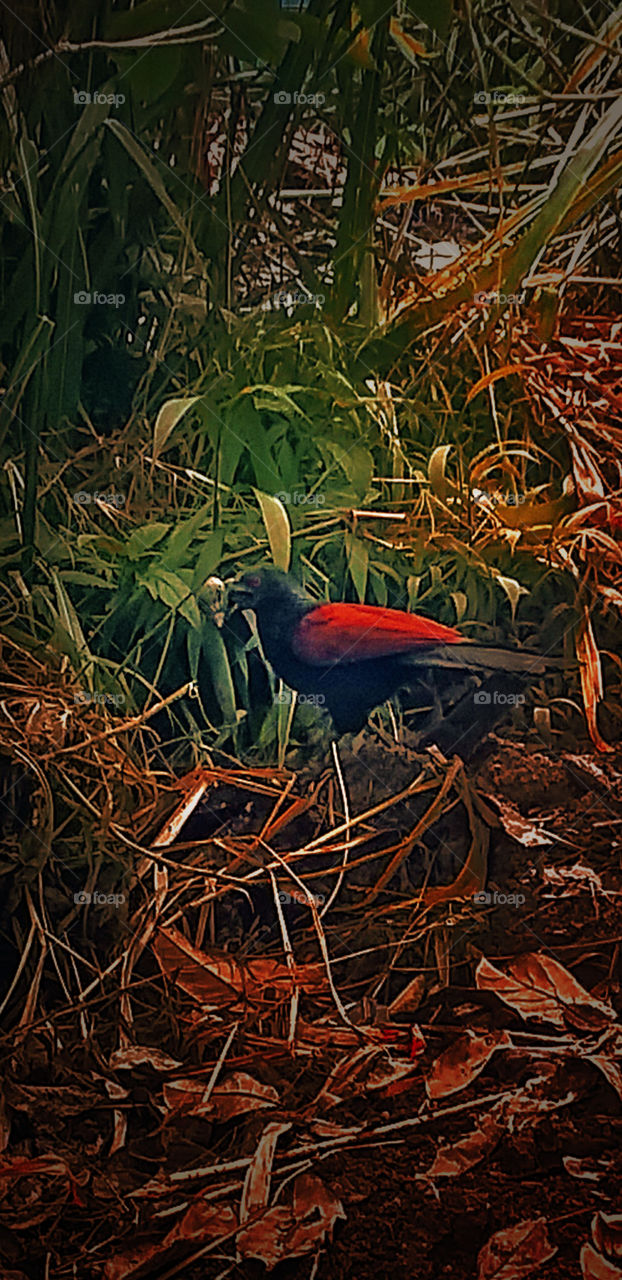 greater coucal bird in the forest