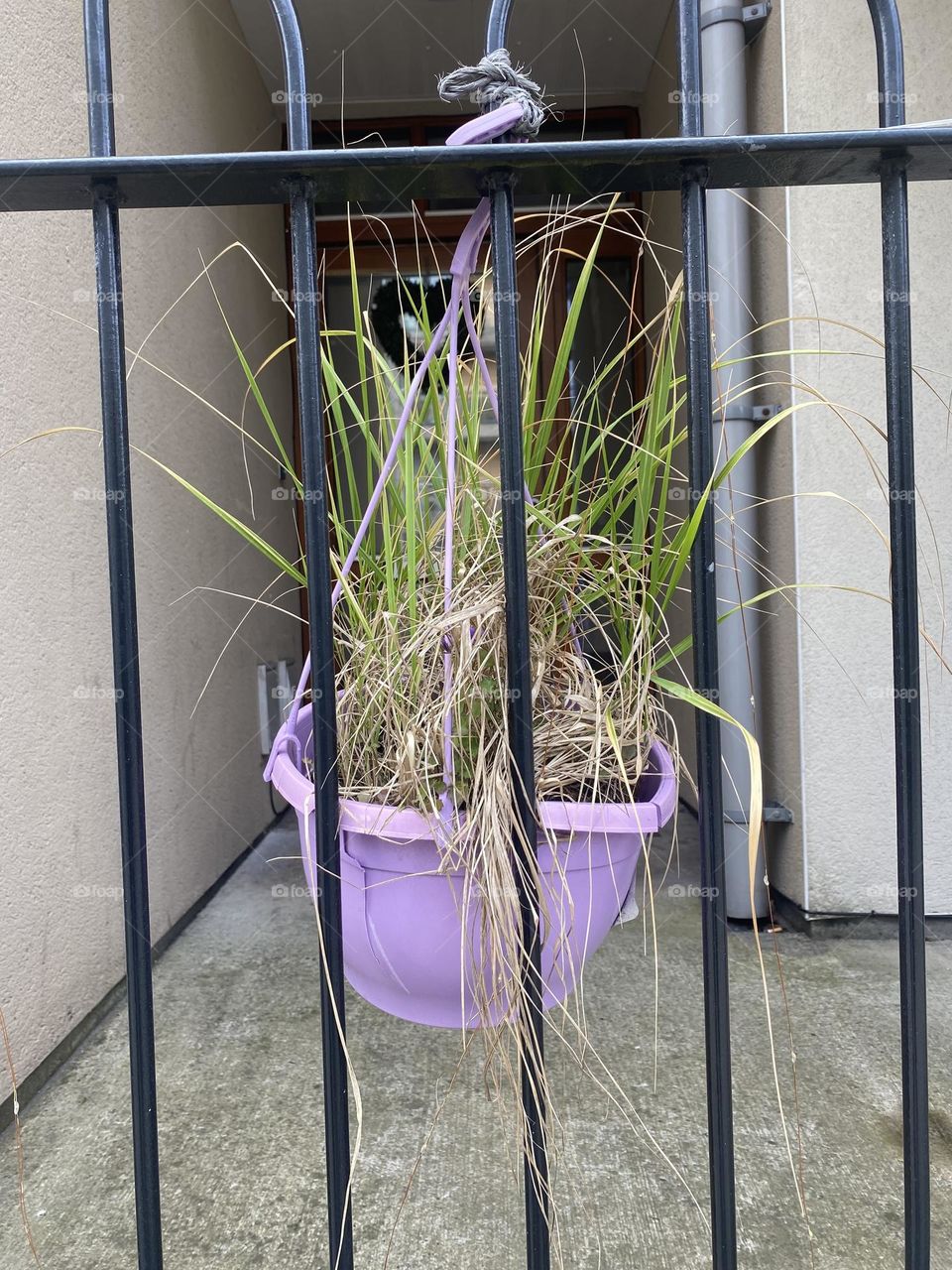 Plant on a gate