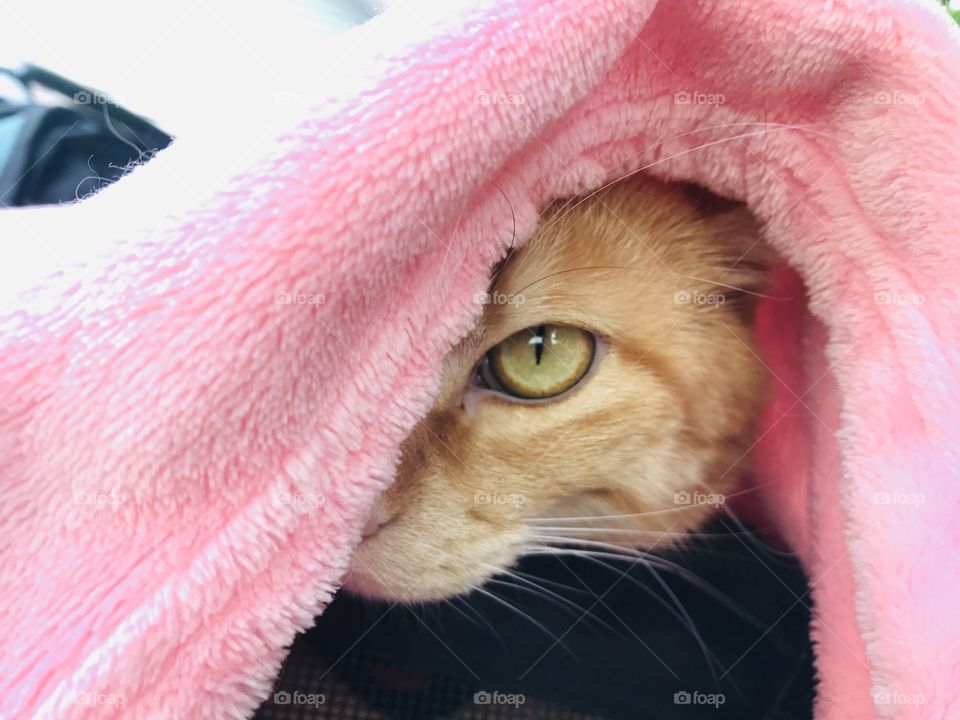 Gorgeous orange tabby cat looking out from underneath pink blanket with beautiful green eyes! 