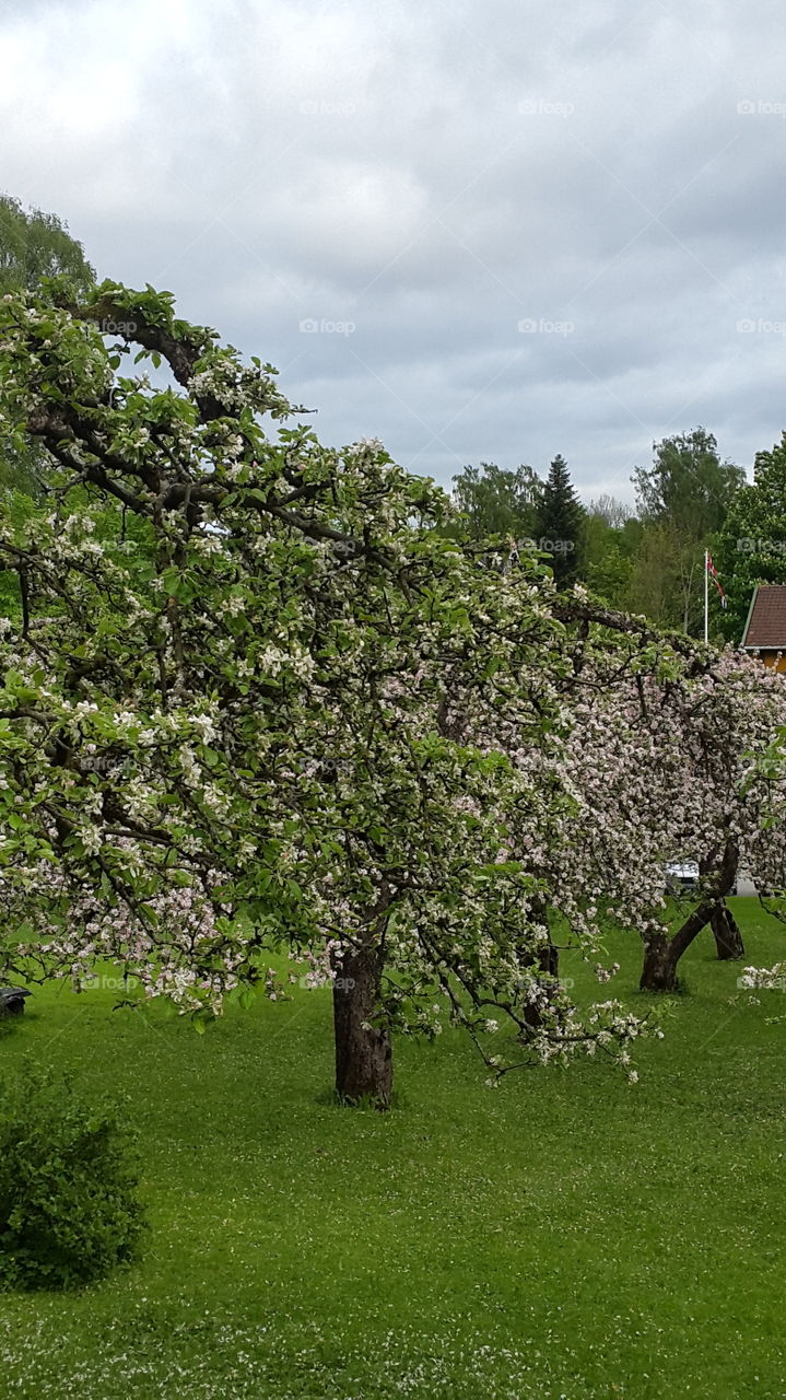 Apple trees