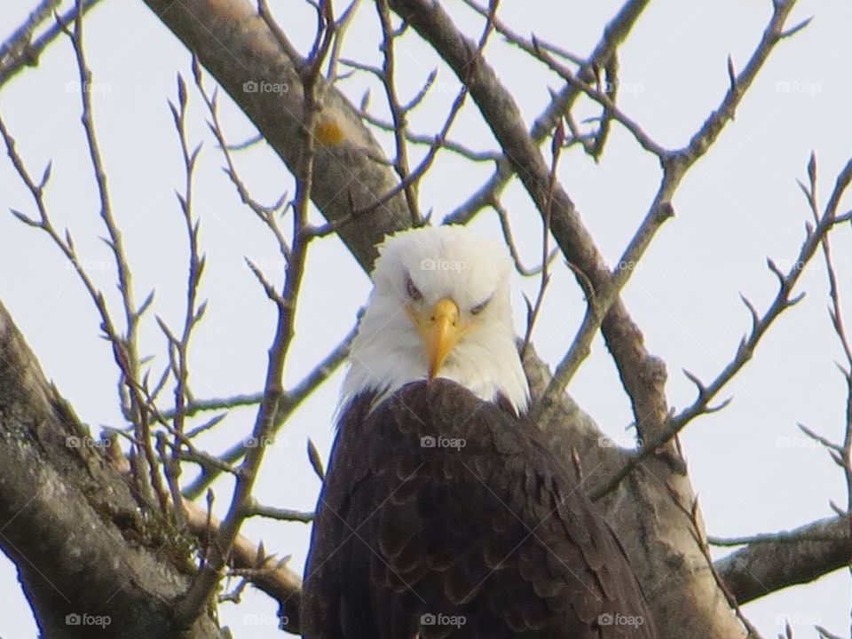 Bald Eagle sitting and waiting