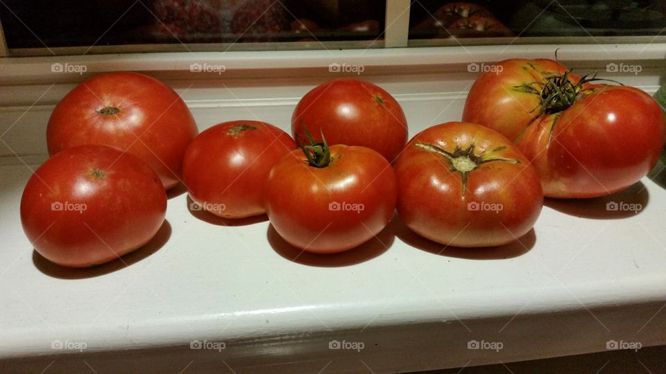 summer red tomatoes