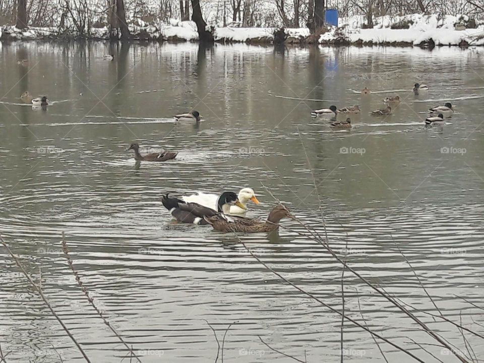 Ducks day