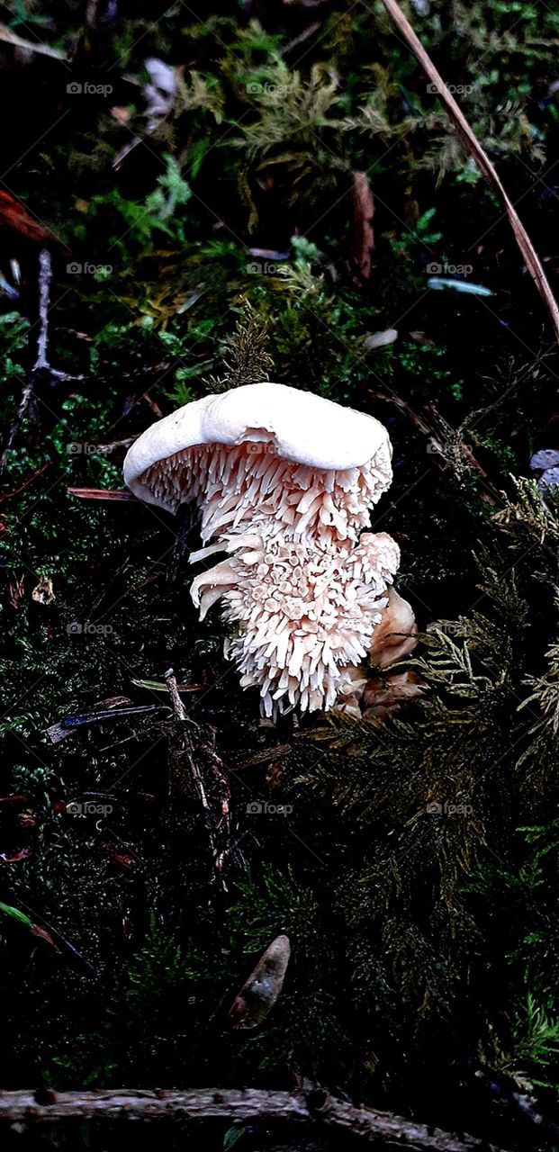Hedgehog mushroom detail
