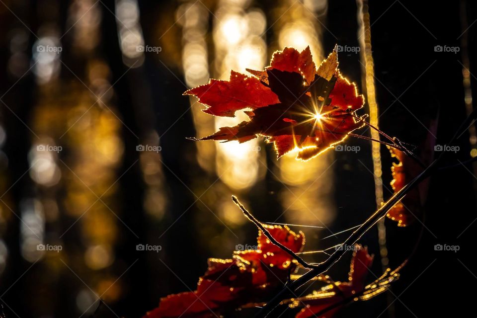 A late afternoon sunburst shines through a tiny hole in a red maple leaf as autumn sets in. 