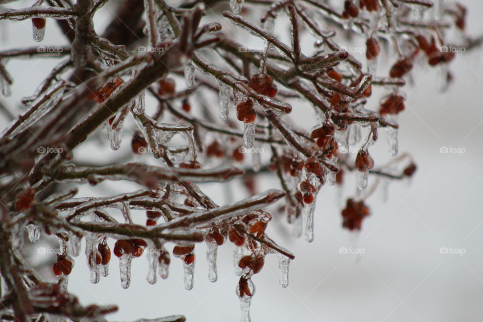 ice storm bush with berries