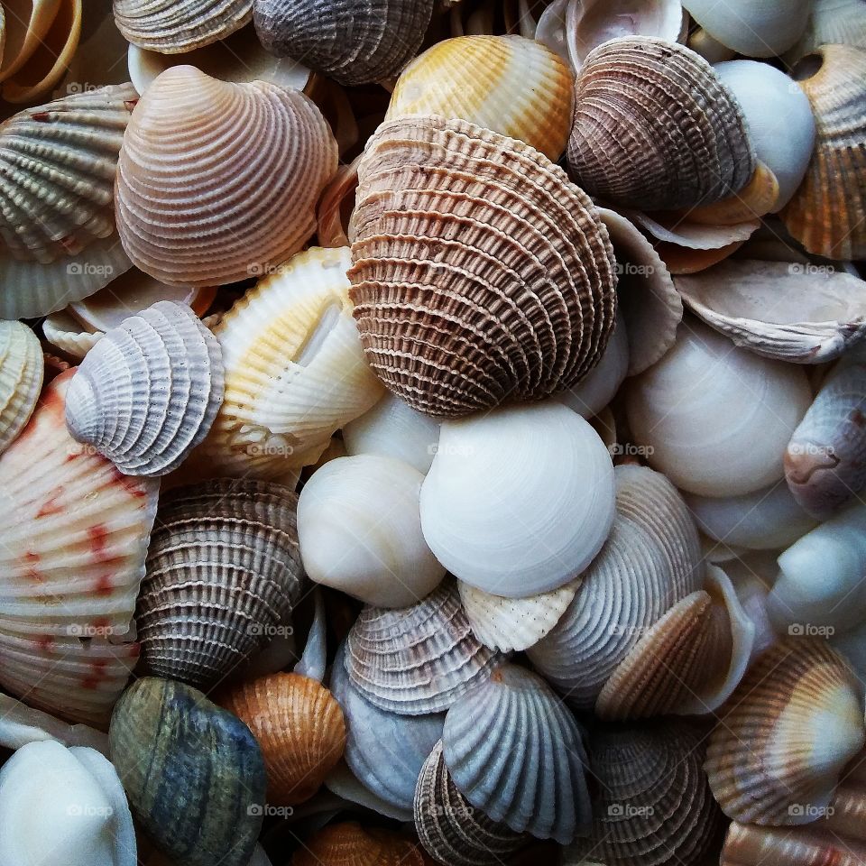 Collection of various clams