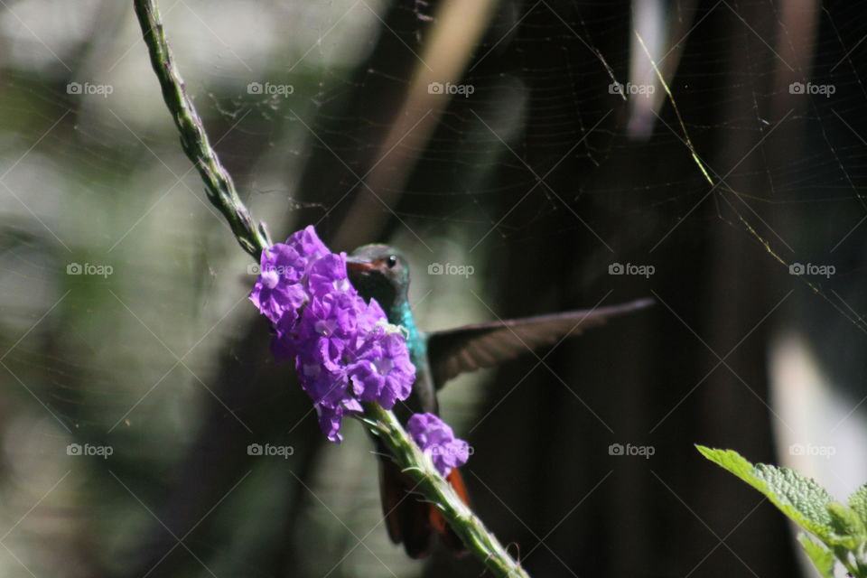 hummingbird drinking nectar from a flower