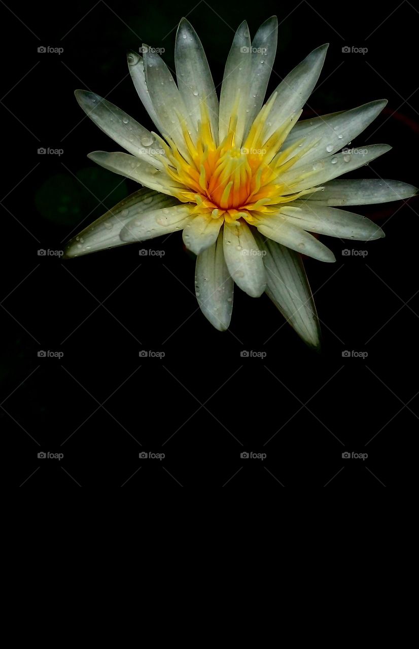 naturelove, yellow with white, yellow, white, beautiful flowers, drak background