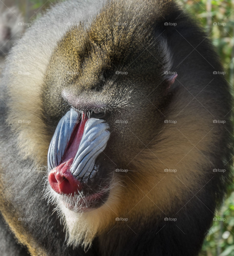 An adult male mandrill looks from the females of his pack